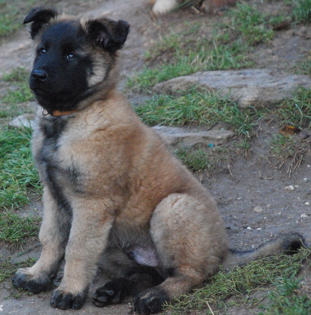 chiot Berger Belge Du Fantôme Lorrain De Petra